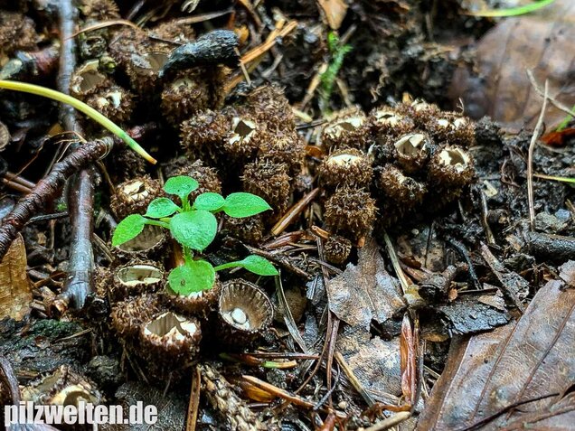 Gestreifter Teuerling, Cyathus striatus
