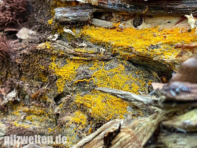 Gitterschleimpilz, Physarum polycephalum