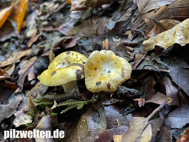 Glänzendgelber Dottertäubling, Russula acetolens