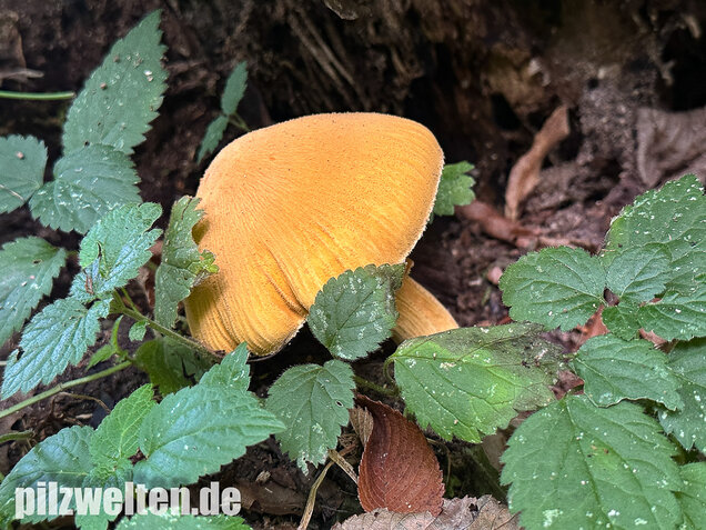 Glimmerschüppling, Phaeolepiota aurea