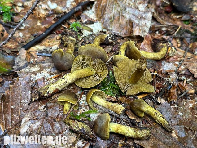 Grünblättriger Hautkopf, Hainbuchenhautkopf, Cortinarius olivaceofuscus