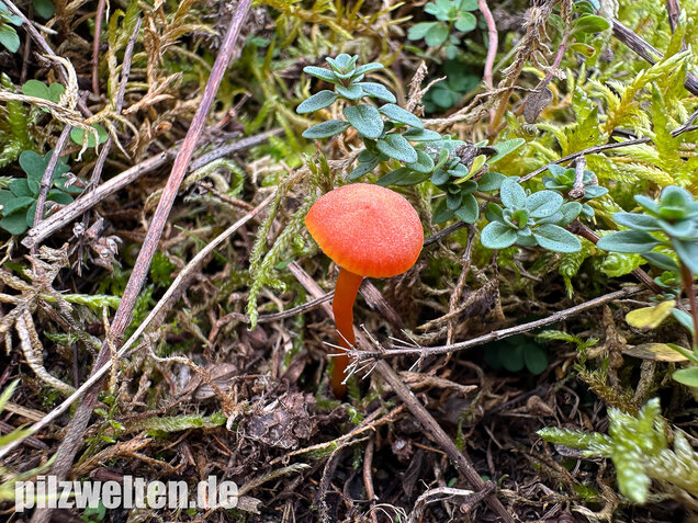 Kalkliebender Filzsaftling, Kalkholder Saftling, Hygrocybe calciphila