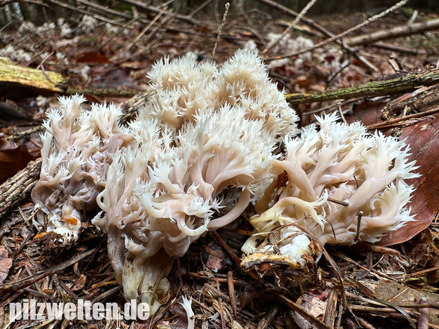 Kammkoralle, Kammförmiger Keulenpilz, Clavulina coralloides