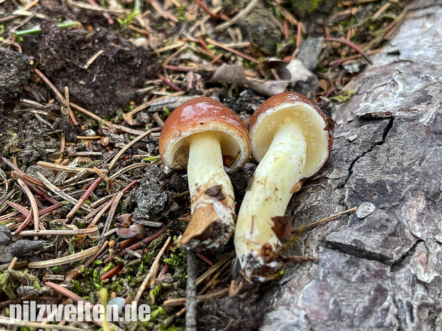 Körnchenröhrling, Suillus granulatus
