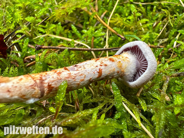 Kupferschuppiger Dickfuß, Cortinarius spilomeus