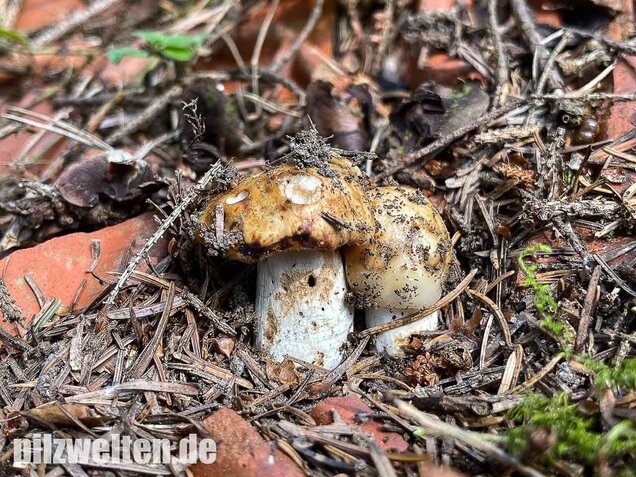 Mandeltäubling, Russula grata