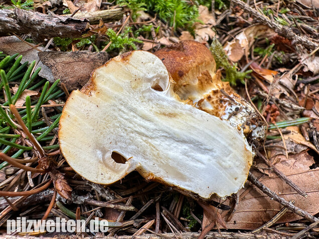 Geschmückter Schleimkopf, Phlegmacium saginum