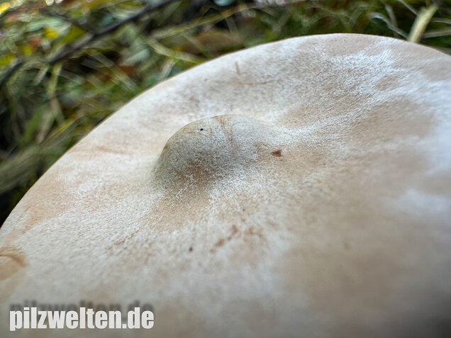 Mönchskopf, Infundibulicybe geotropa