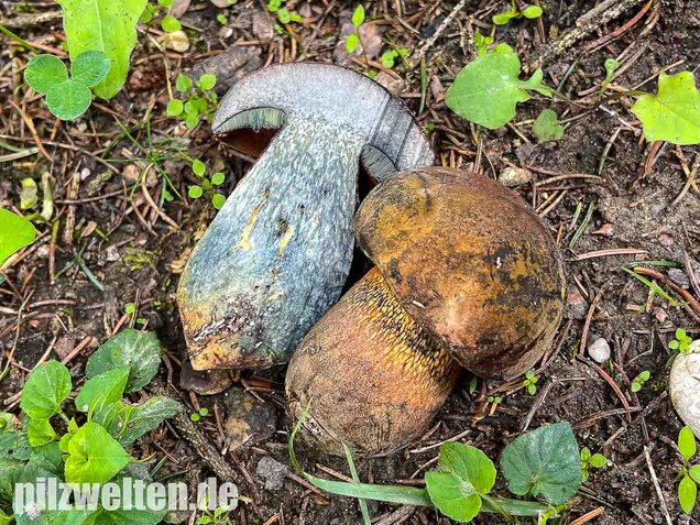 Netzstieliger Hexenröhrling, Suillellus luridus