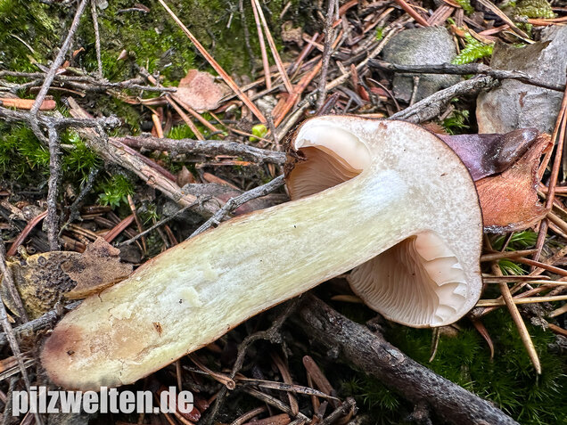 Geschupptstieliger Ritterling, Tricholoma fucatum