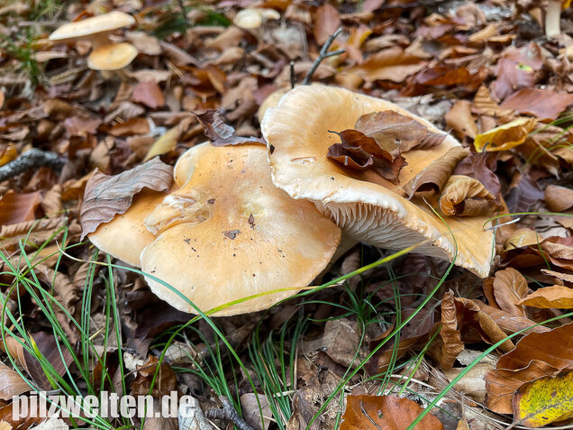 Orangeschneckling, Terpentinschneckling, Hygrophorus pudorinus