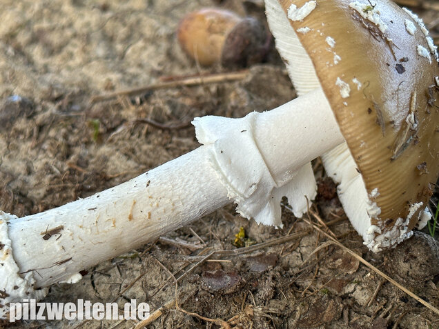 Pantherpilz, Pantherwulstling, Amanita pantherina