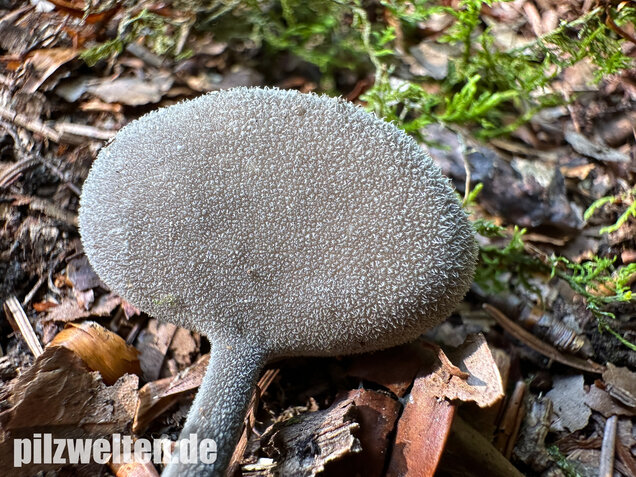 Langstielige Becherlorchel, Grauer Langfüßler, Helvella macropus
