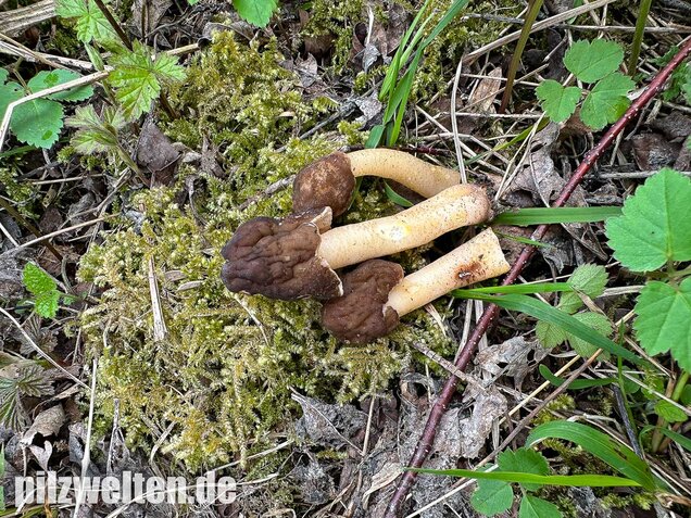 Runzelige Fingerhutverpel, Verpa digitaliformis