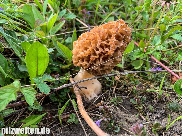 Speisemorchel, Morchella esculenta