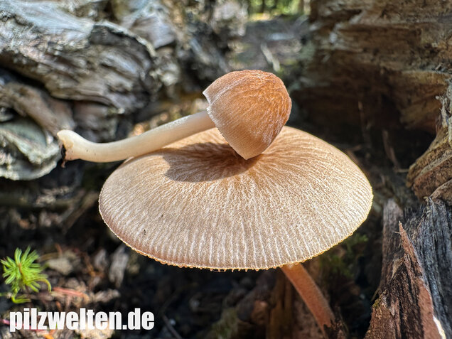 Verschiedenfarbiger Dachpilz, Pluteus plautus