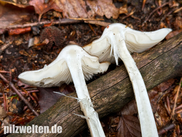 Wurzelnder Schleimrübling, Grubiger Wurzelrübling, Hymenopellis radicata