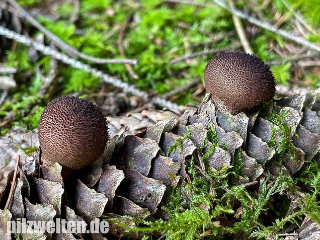 Brauner Stäubling, Lycoperdon umbrinum