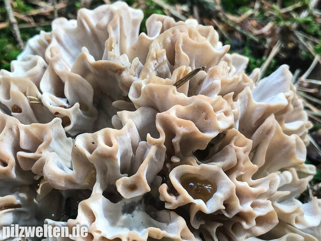 Breitblättrige Glucke, Sparassis brevipes