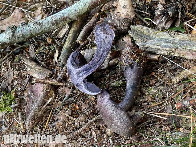 Dunkelvioletter Nadelwaldschleierling, Cortinarius hercynicus