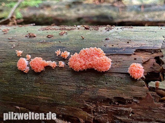 Fischeierschleimpilz, Tubifera ferruginosa