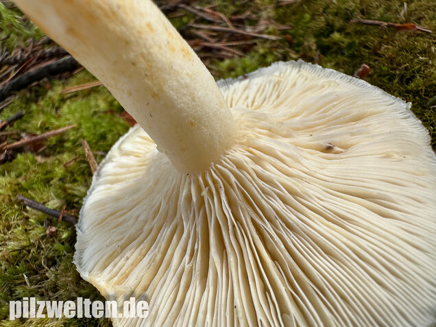 Flaumiger Moormilchling, Lactarius scoticus