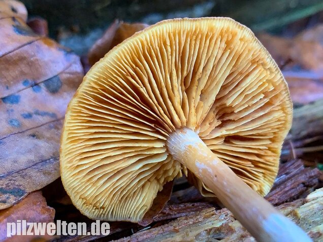 Geflecktblättriger Flämmling, Gymnopilus penetrans