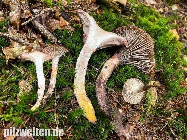 Gefleckter Gelbfuß, Gomphidius maculatus