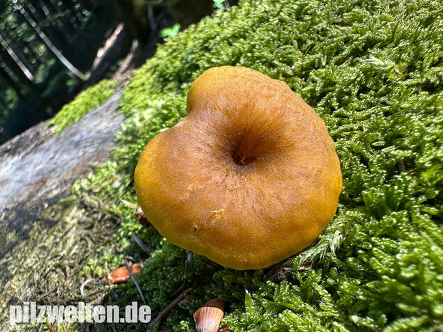 Gelbblättriger Holznabeling, Chrysomphalina chrysophylla