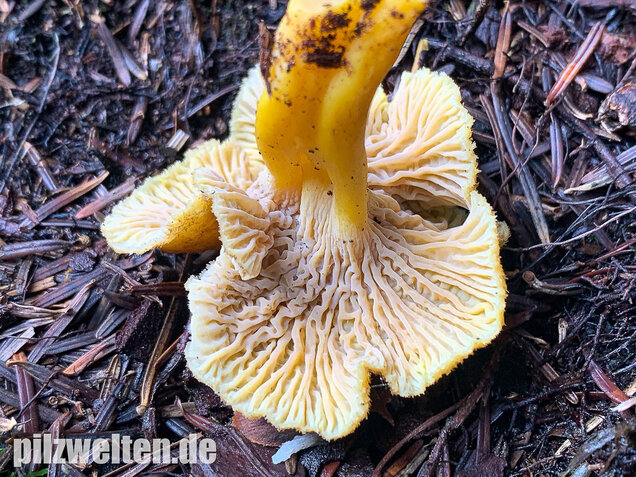 Trompetenpfifferling, Craterellus tubaeformis