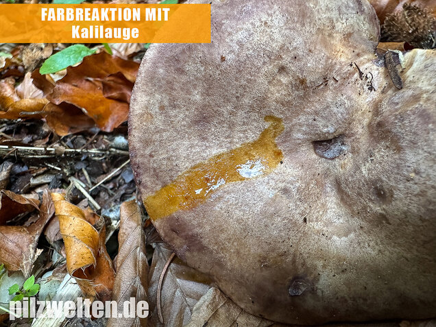 Gezonter Violettmilchling, Lactarius violascens