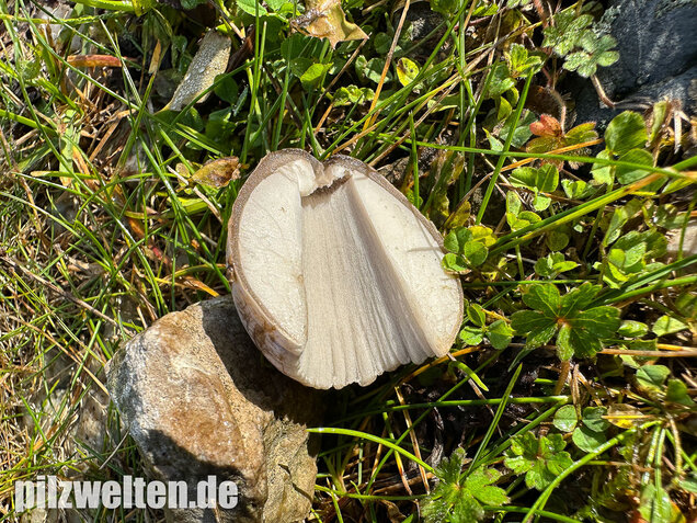 Grauer Faltentintling, Coprinopsis atramentaria