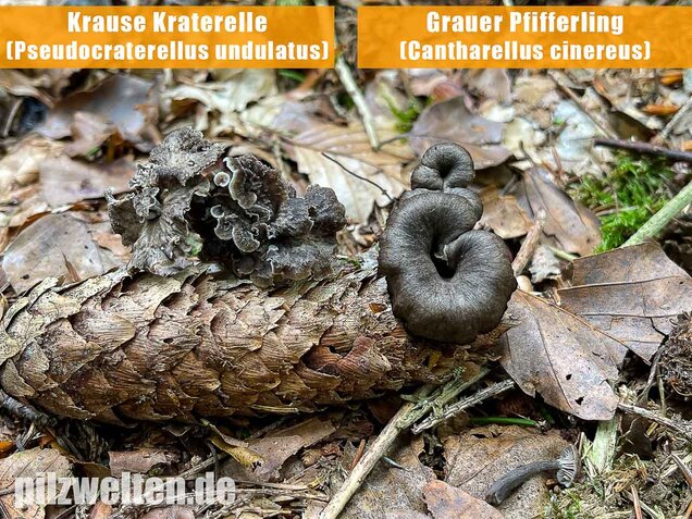 Grauer Pfifferling, Craterellus cinereus