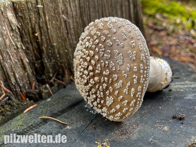 Grauer Wulstling, Amanita excelsa