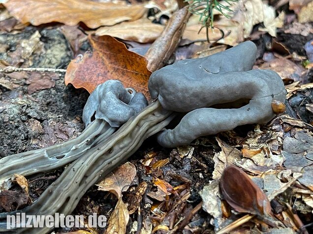 Grubenlorchel, Helvella lacunosa
