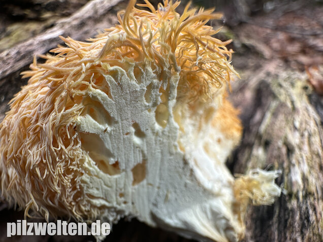 Igelstachelbart, Lion's mane Mushroom, Hericium erinaceus