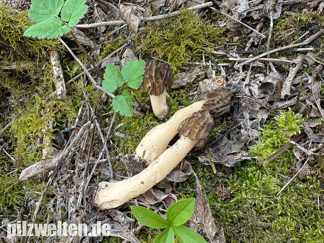 Käppchenmorchel, Morchella semilibera