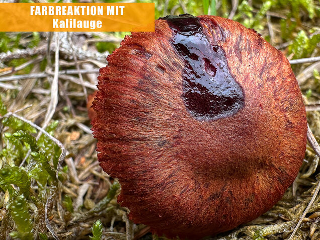 Blutroter Hautkopf, Bluthautkopf, Cortinarius sanguineus