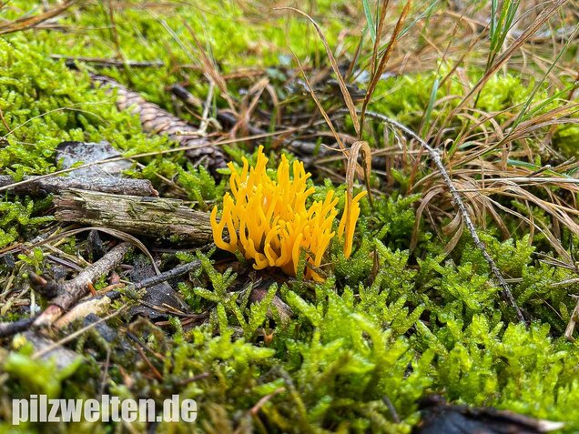 Klebriger Hörnling, Ziegenbart, Zwergerlfeuer, Calocera viscosa