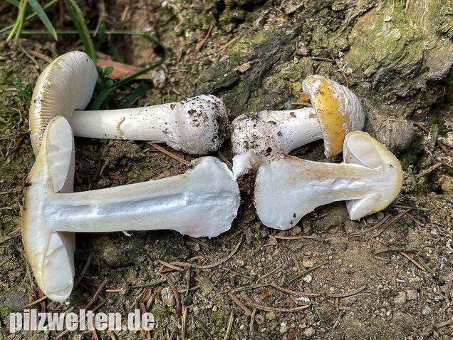 Narzissengelber Knollenblätterpilz, Amanita gemmata