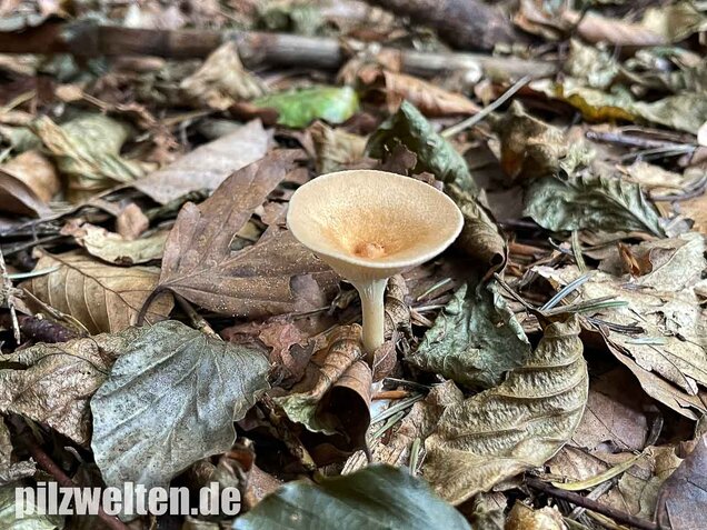 Ockerbrauner Trichterling, Infundibulicybe gibba