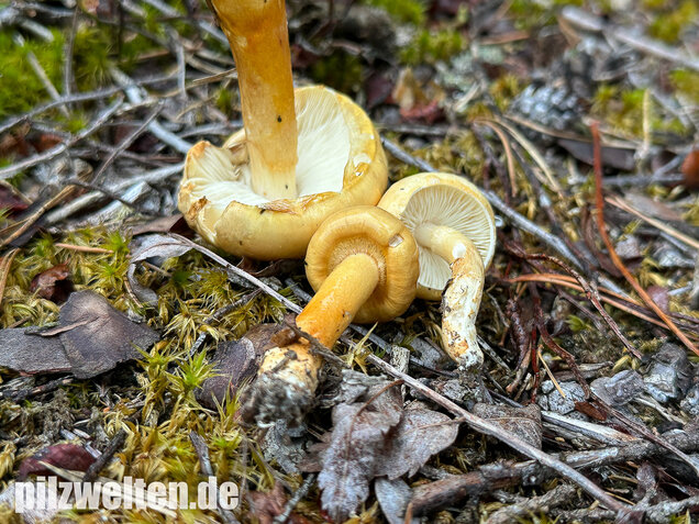 Ockergelber Schleimschirmling, Zhuliangomyces ochraceoluteus