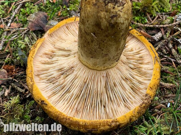 Olivbrauner Milchling, Lactarius turpis