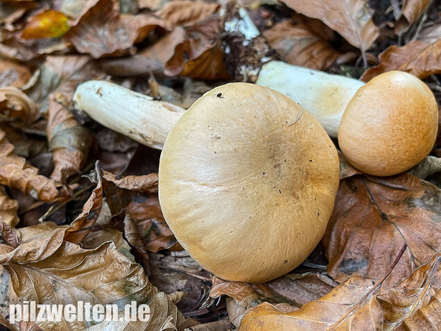 Orangeschneckling, Terpentinschneckling, Hygrophorus pudorinus
