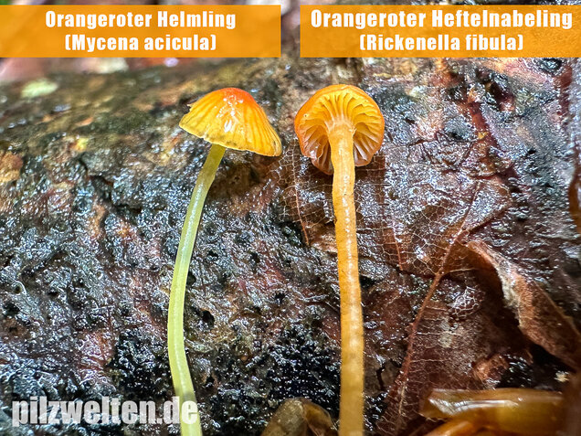 Orangeroter Helmling, Mycena acicula