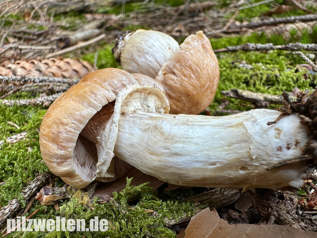 Reifpilz, Cortinarius caperatus
