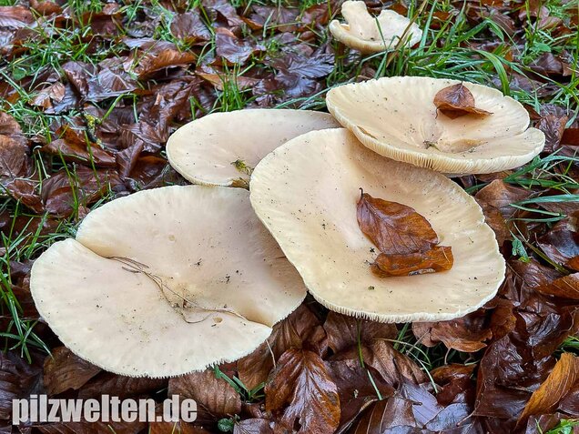Riesentrichterling, Infundibulicybe geotropa vs. maxima