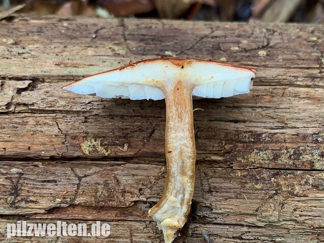 Rostroter Körnchenschirmling, Cystodermella granulosa