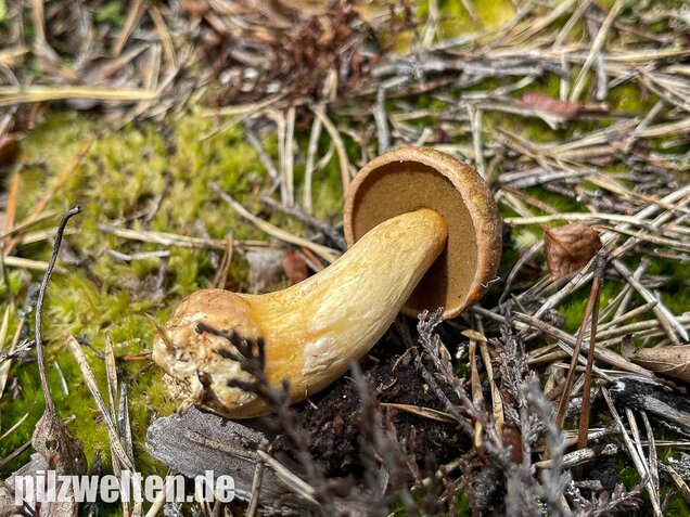 Sandröhrling, Suillus variegatus