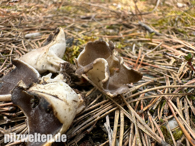 Schwarzweiße Rippen-Becherlorchel, Dissingia leucomelaena